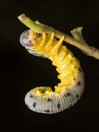 Sawfly Larvae (Agenocimbex maculatus)  Image credit: Marco Chan